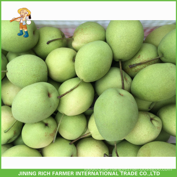 HOt Verkauf Frische Frucht Beste Qualität Asien Birne Shandong Birne 60/70/80/90/100 / 110pcs 15Kg Karton